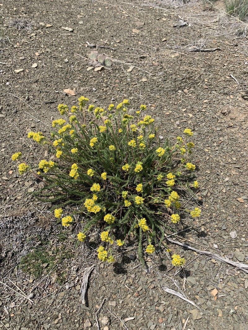 Gordon's Ivesia photo 3