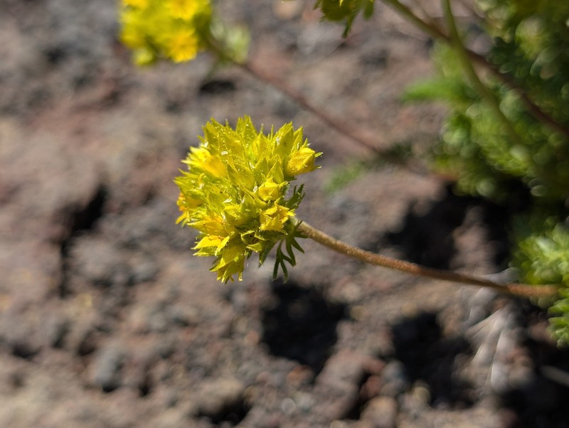 Gordon's Ivesia photo 4