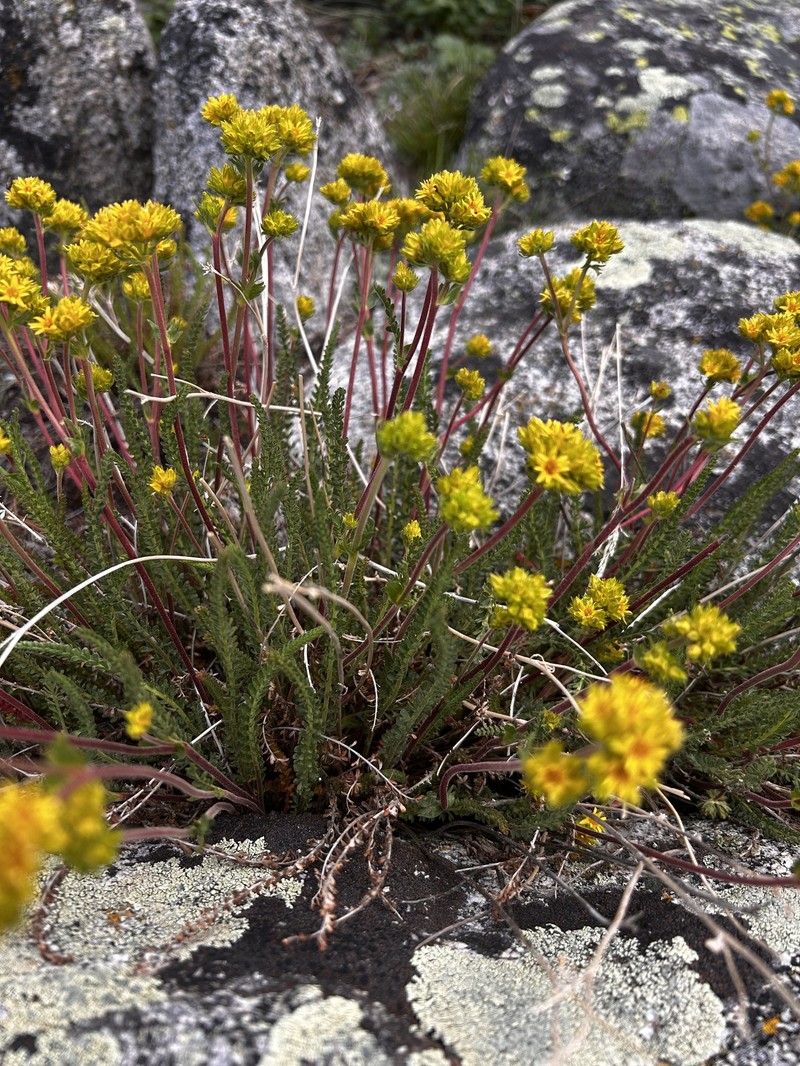 Gordon's Ivesia photo 6