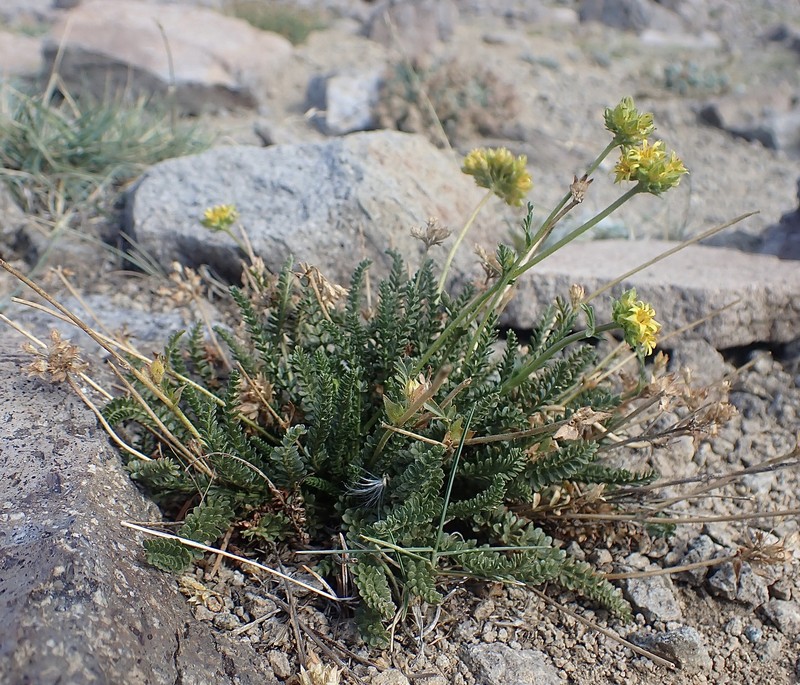 Potentilla gordonii var. alpicola
