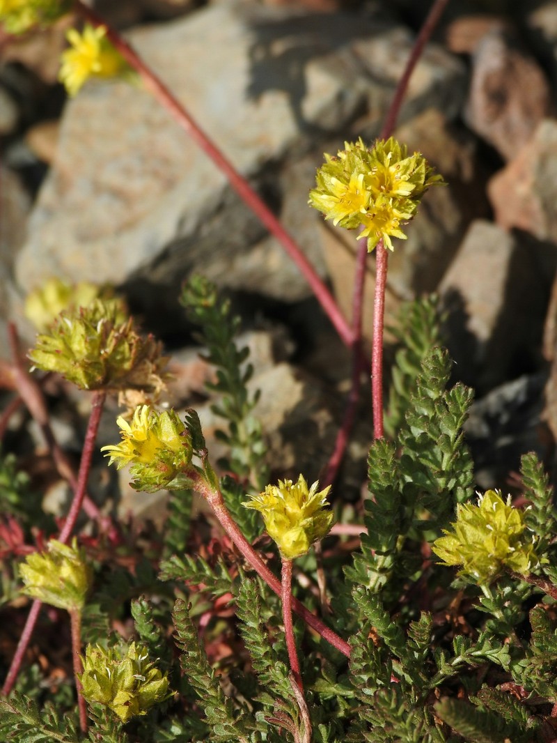 Potentilla gordonii var. alpicola photo 2