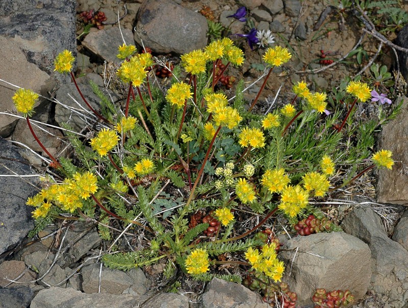 Potentilla gordonii var. alpicola photo 3