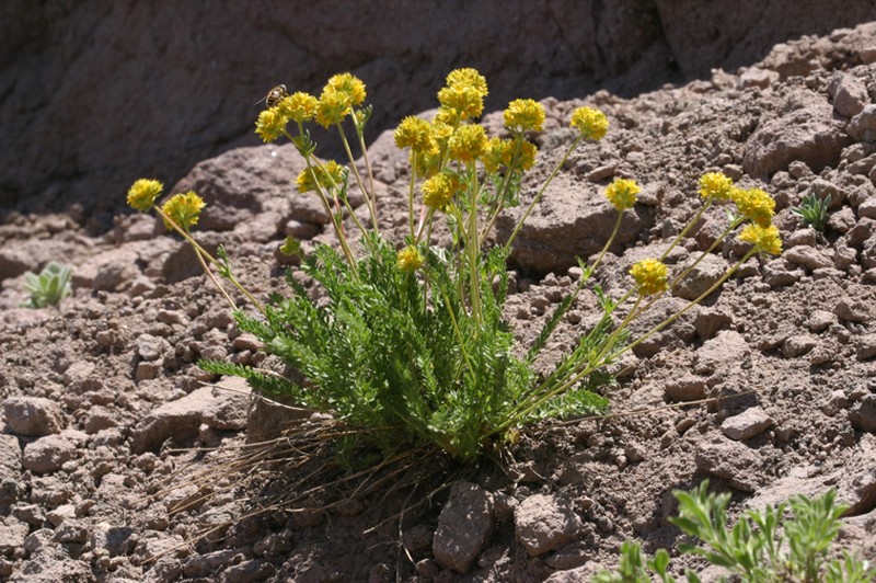 Potentilla gordonii var. alpicola photo 4