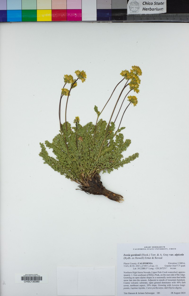 Potentilla gordonii var. alpicola photo 5