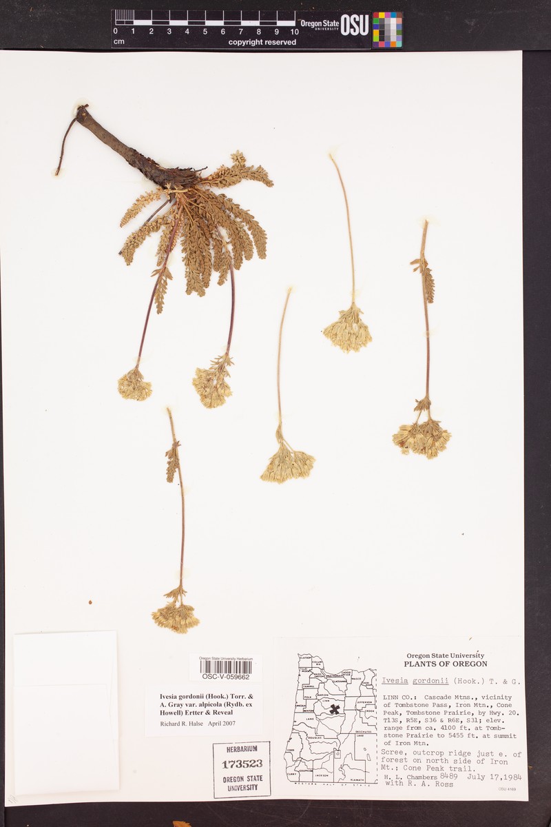 Potentilla gordonii var. alpicola photo 6