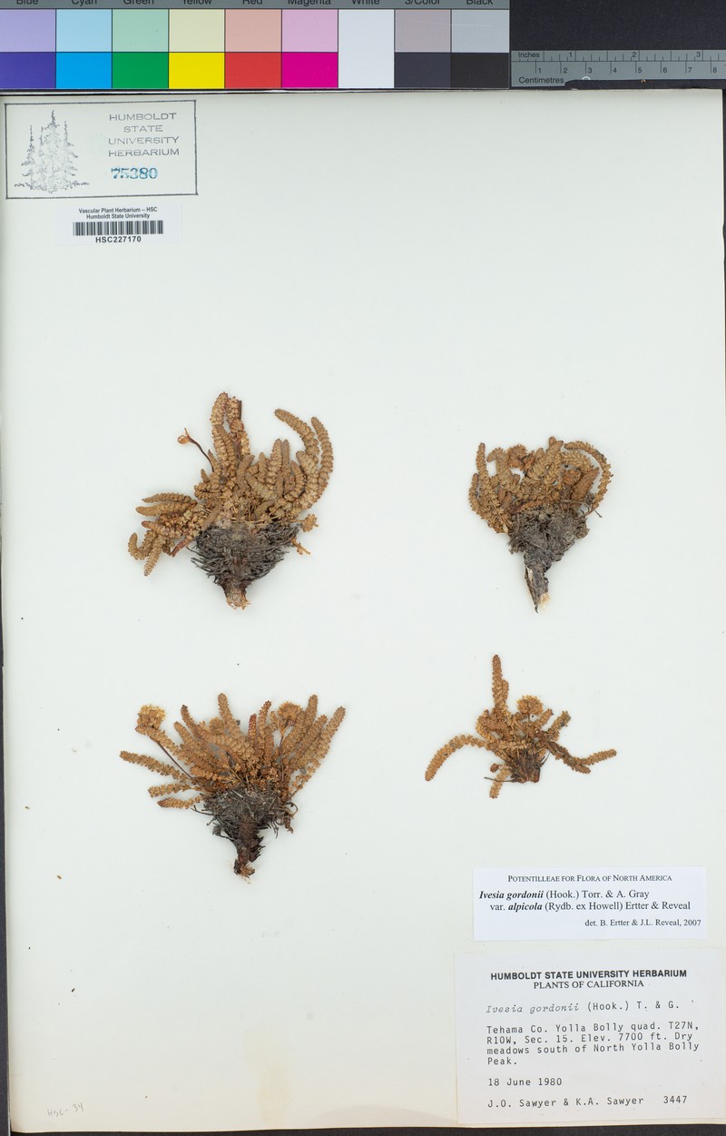 Potentilla gordonii var. alpicola photo 7
