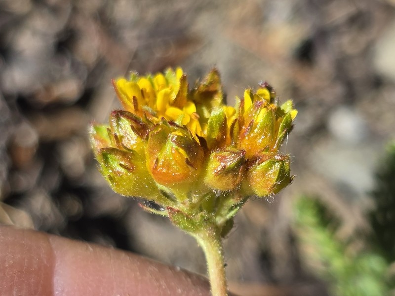 Potentilla gordonii var. ursinorum
