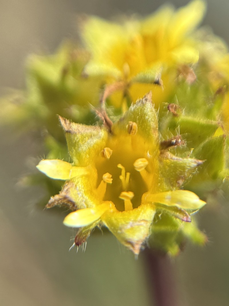 Potentilla gordonii var. ursinorum photo 2