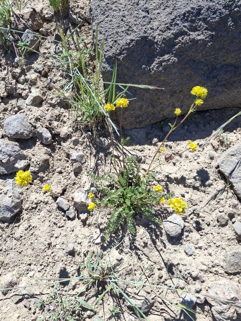 Potentilla gordonii var. ursinorum photo 4