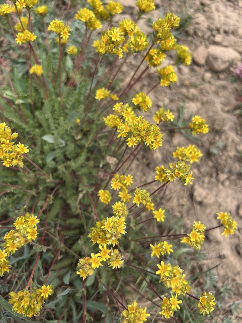 Potentilla gordonii var. ursinorum photo 5