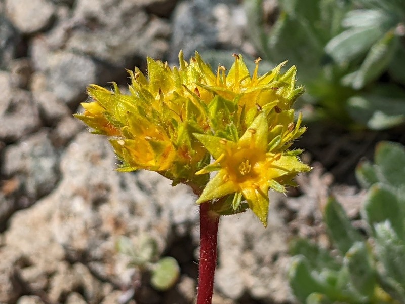 Potentilla gordonii var. ursinorum photo 6