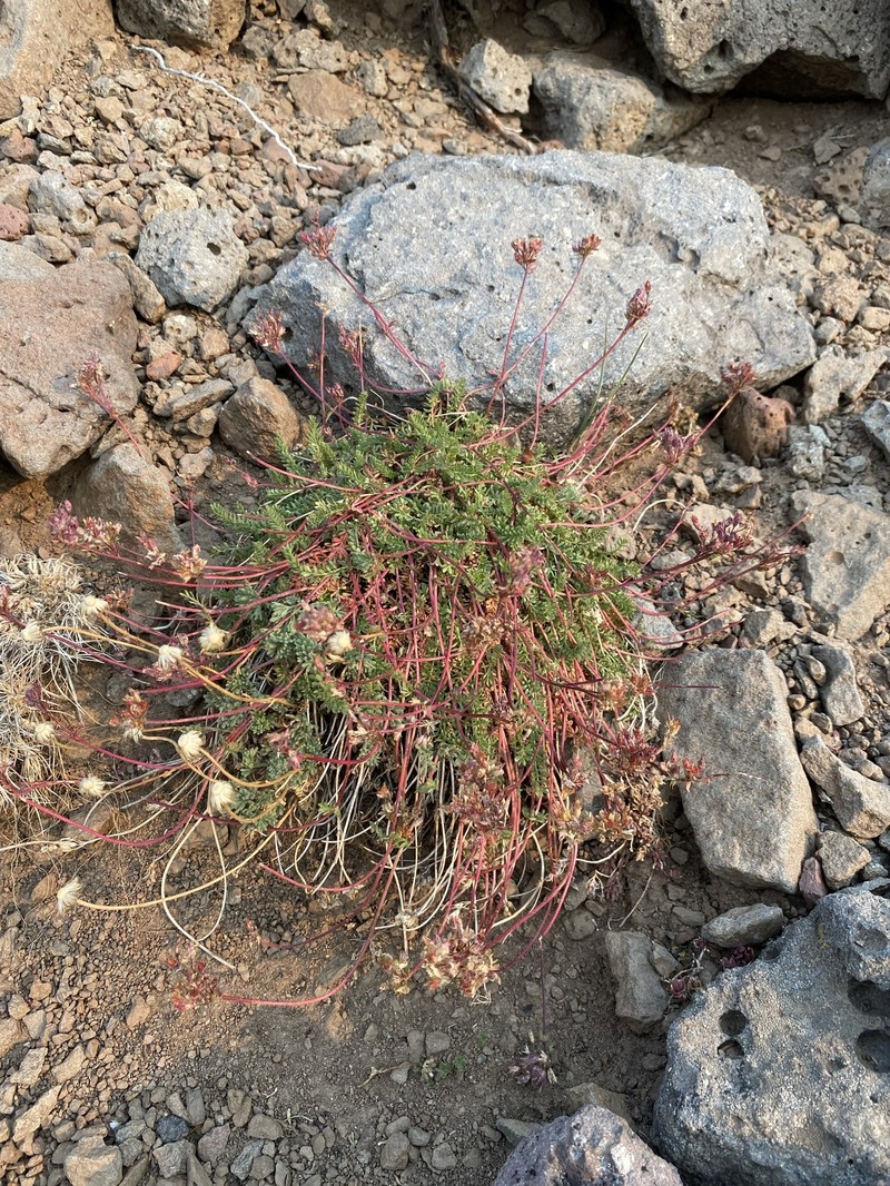 Potentilla gordonii var. ursinorum photo 7