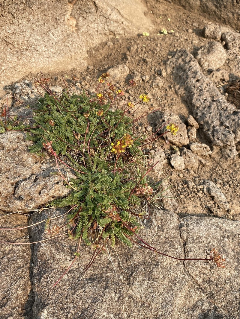 Potentilla gordonii var. ursinorum photo 8