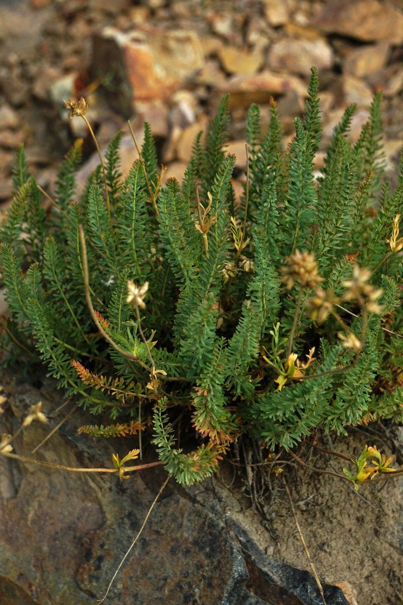 Potentilla gordonii var. wasatchensis