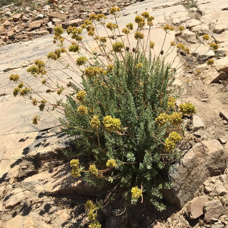 Potentilla gordonii var. wasatchensis photo 2