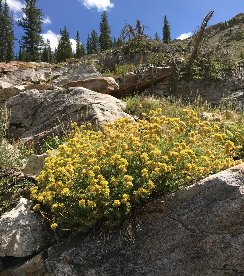 Potentilla gordonii var. wasatchensis photo 3