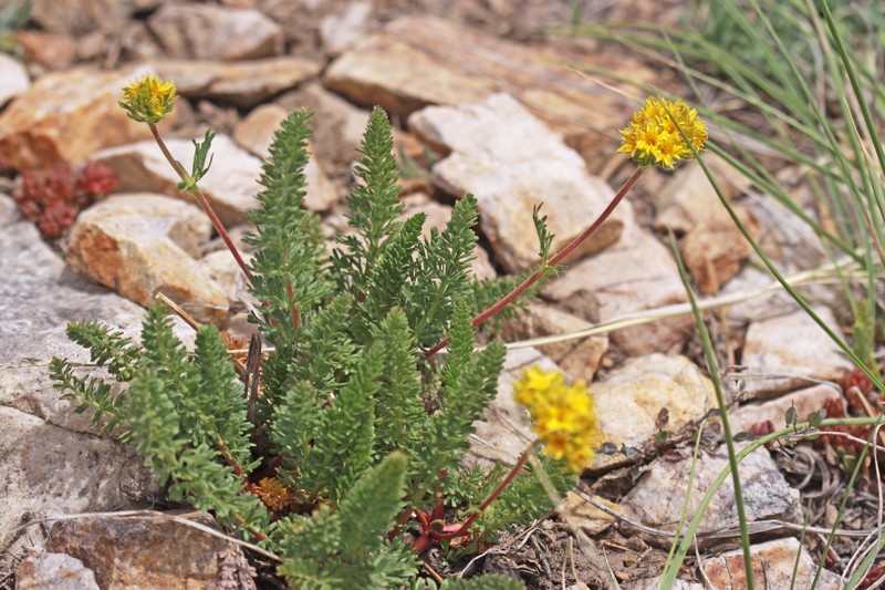 Potentilla gordonii var. wasatchensis photo 4