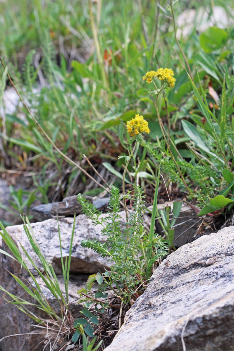 Potentilla gordonii var. wasatchensis photo 5