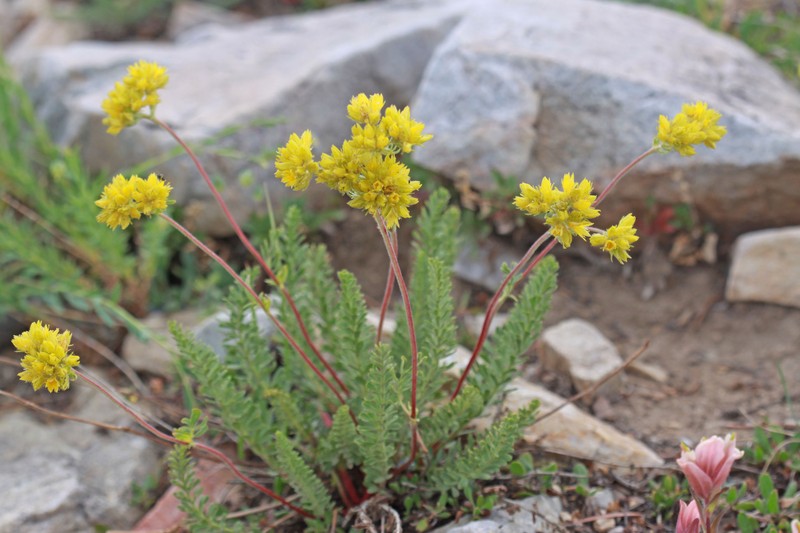 Potentilla gordonii var. wasatchensis photo 6