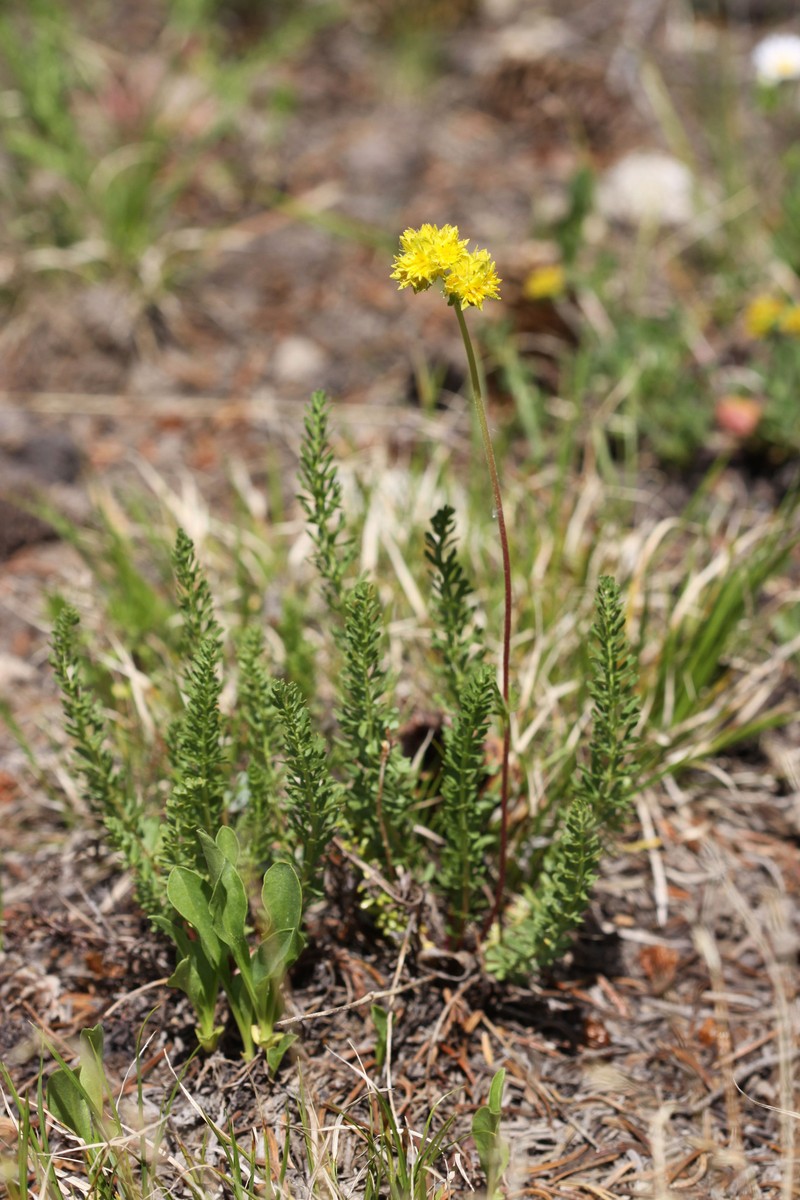 Potentilla gordonii var. wasatchensis photo 7