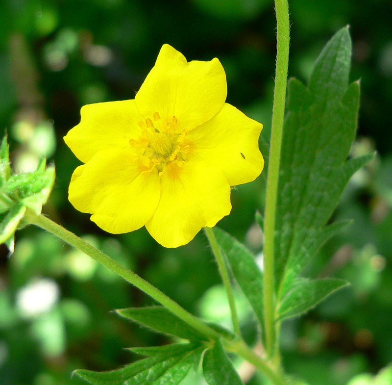 Slender Cinquefoil