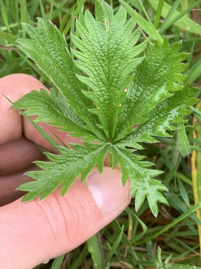 Slender Cinquefoil photo 2
