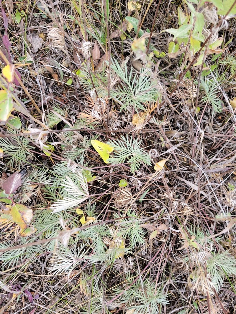Slender Cinquefoil photo 3