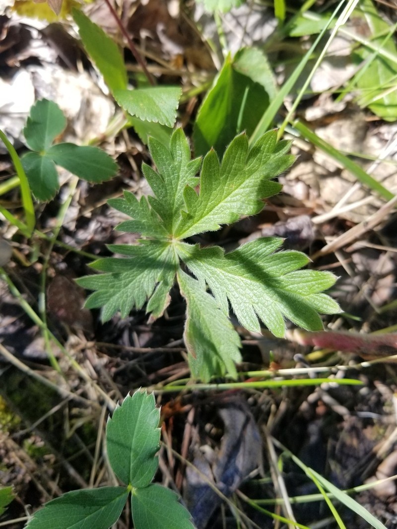 Slender Cinquefoil photo 4