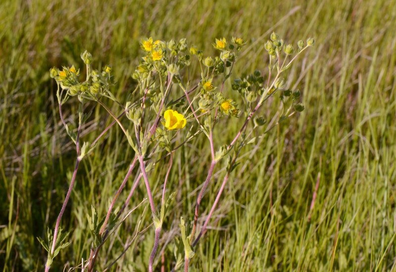 Slender Cinquefoil photo 5