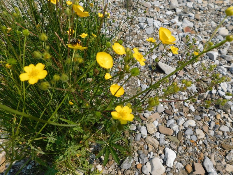 Slender Cinquefoil photo 6