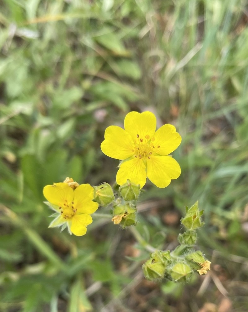 Slender Cinquefoil photo 7
