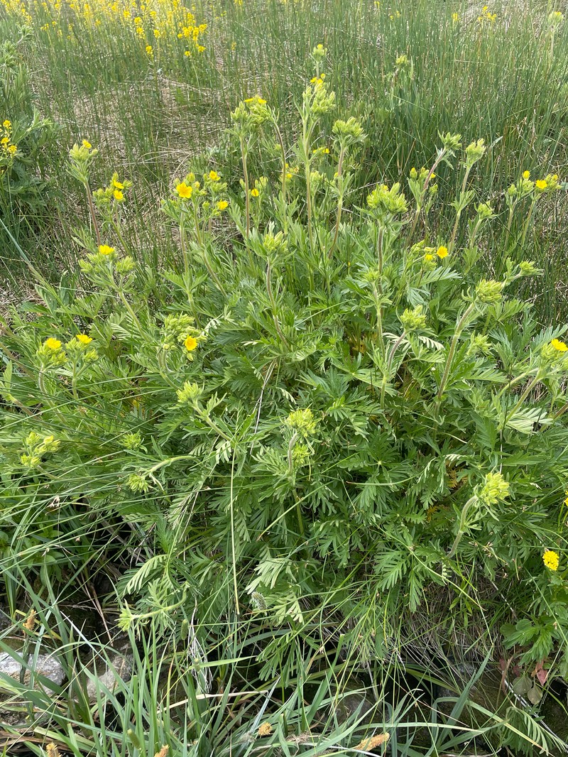 Combleaf Cinquefoil photo 3