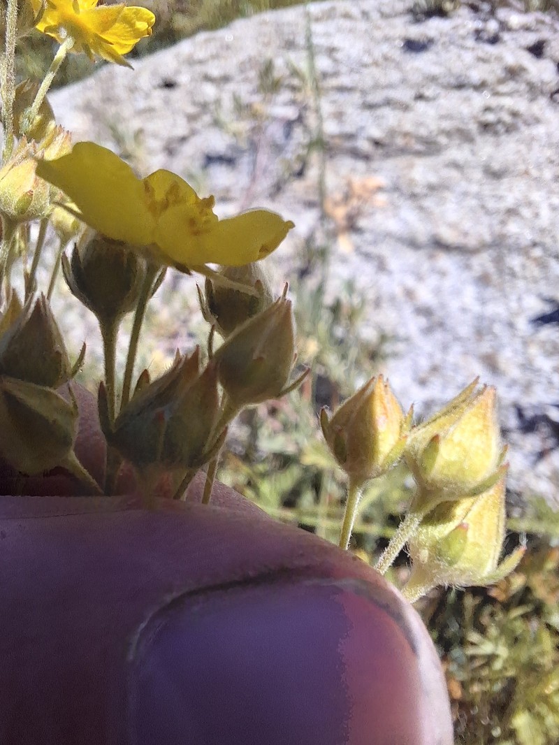 Combleaf Cinquefoil photo 4