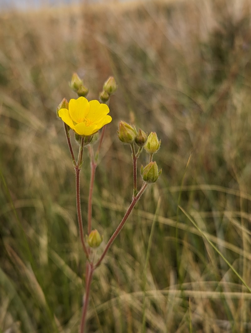 Combleaf Cinquefoil photo 5