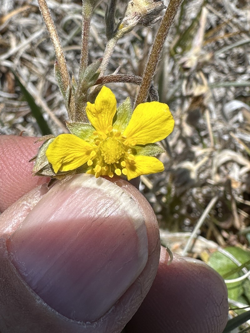 Combleaf Cinquefoil photo 6