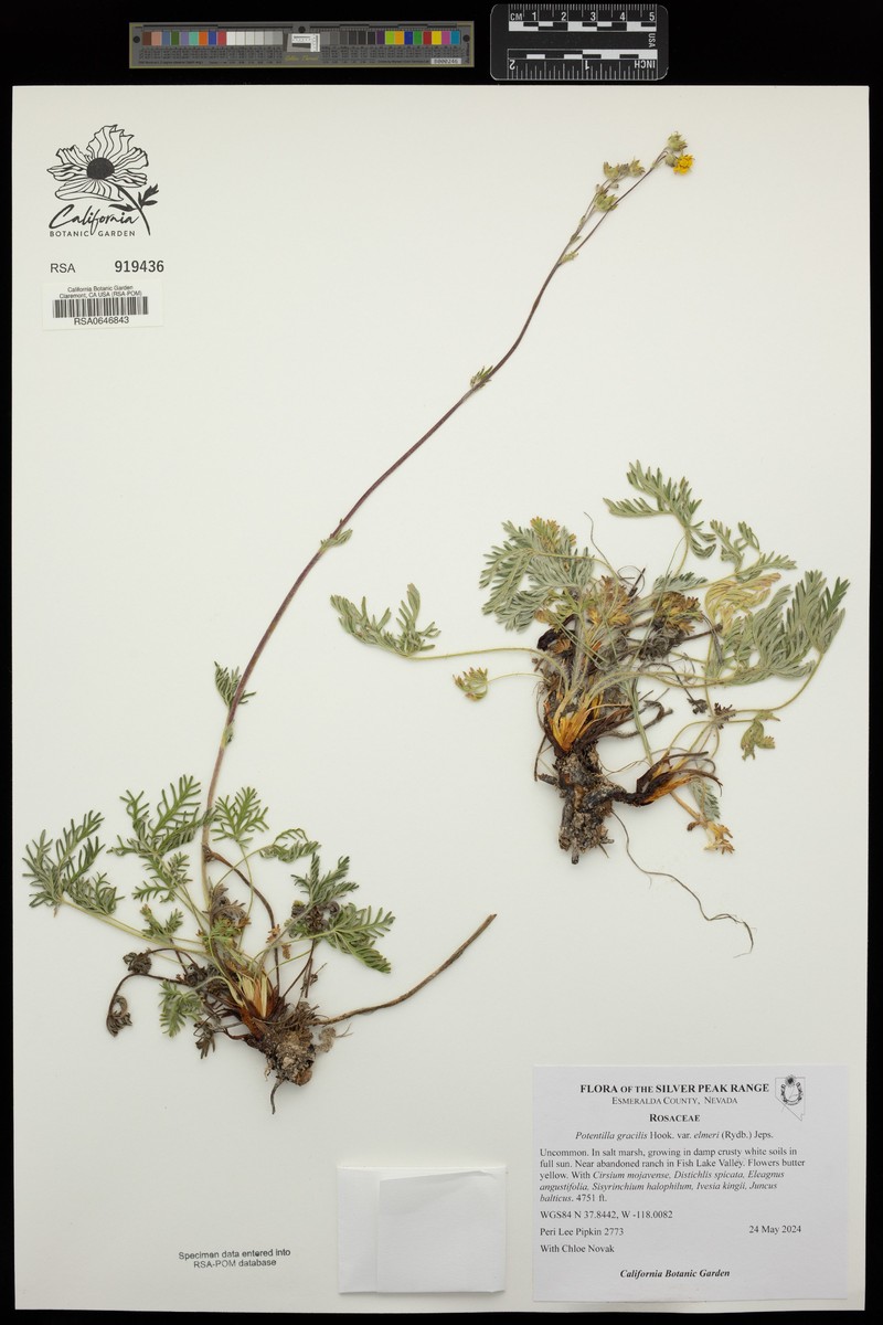 Combleaf Cinquefoil photo 7