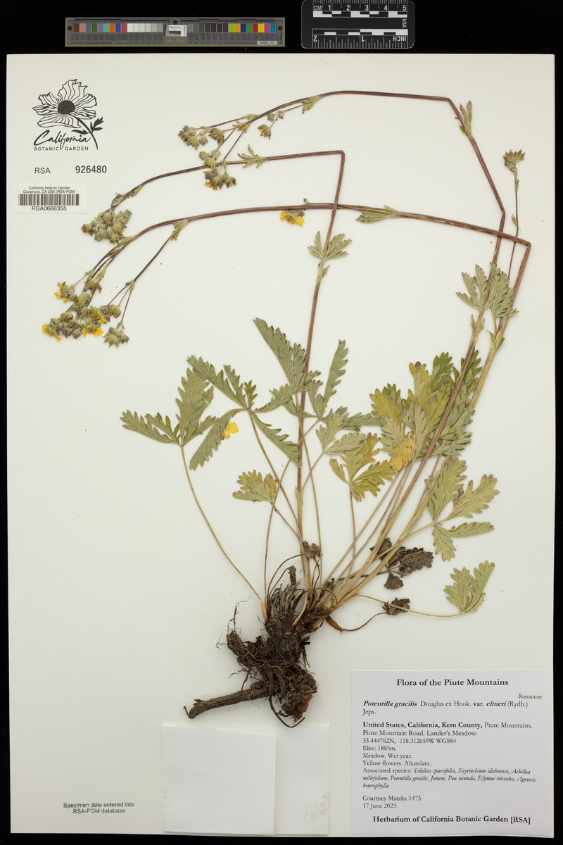 Combleaf Cinquefoil photo 8