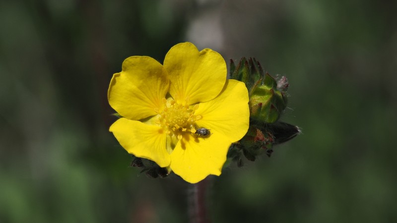 Potentilla gracilis var. fastigiata