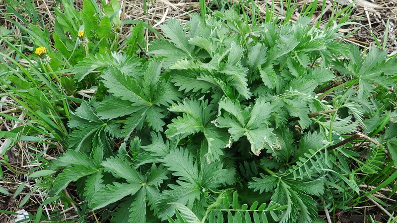 Potentilla gracilis var. fastigiata photo 2
