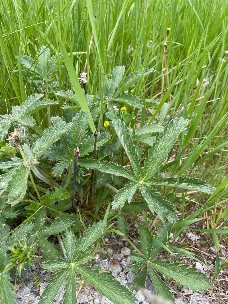Potentilla gracilis var. fastigiata photo 3