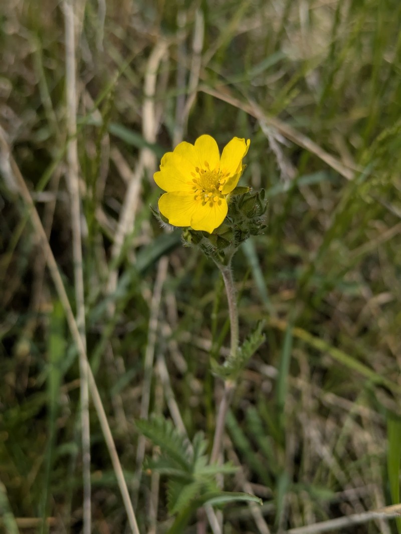 Potentilla gracilis var. fastigiata photo 4