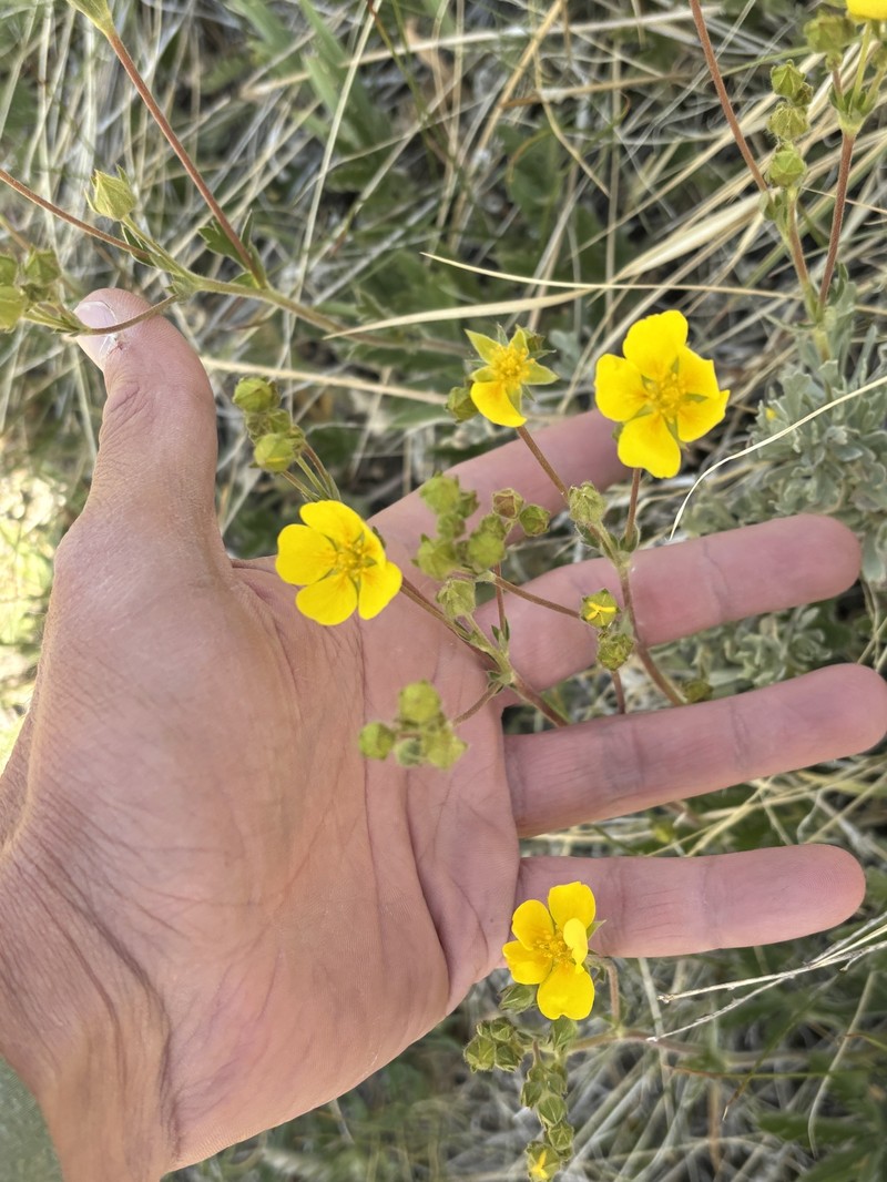 Potentilla gracilis var. fastigiata photo 5