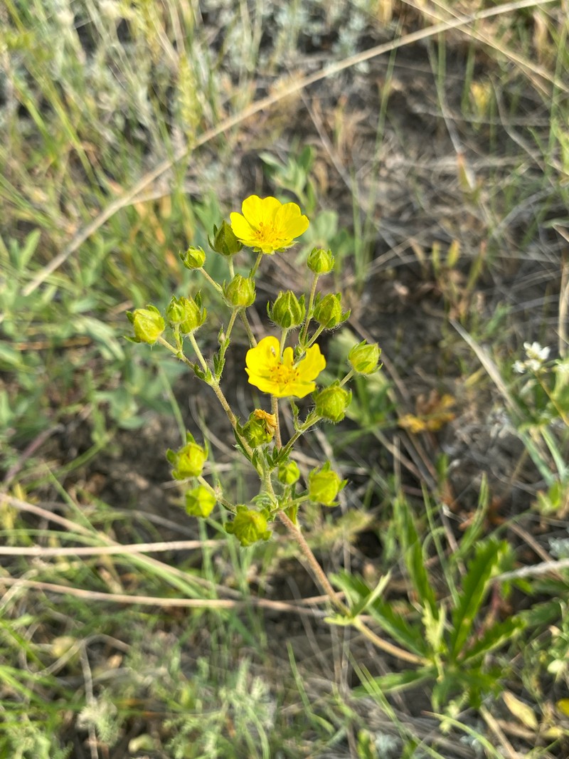 Potentilla gracilis var. fastigiata photo 6