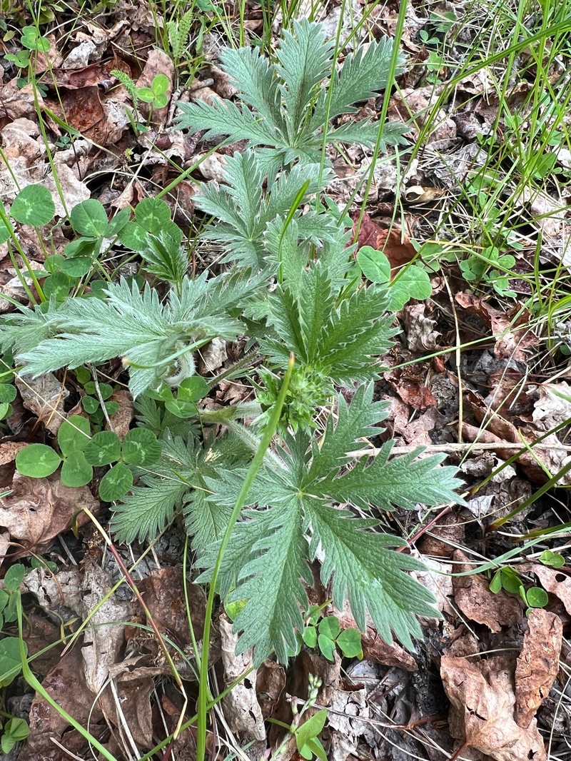 Potentilla gracilis var. fastigiata photo 7