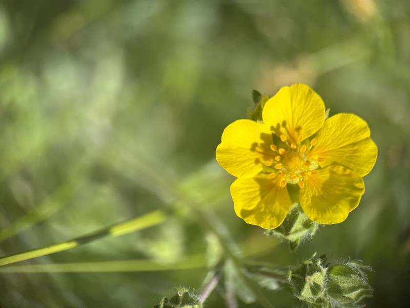 Potentilla gracilis var. fastigiata photo 8