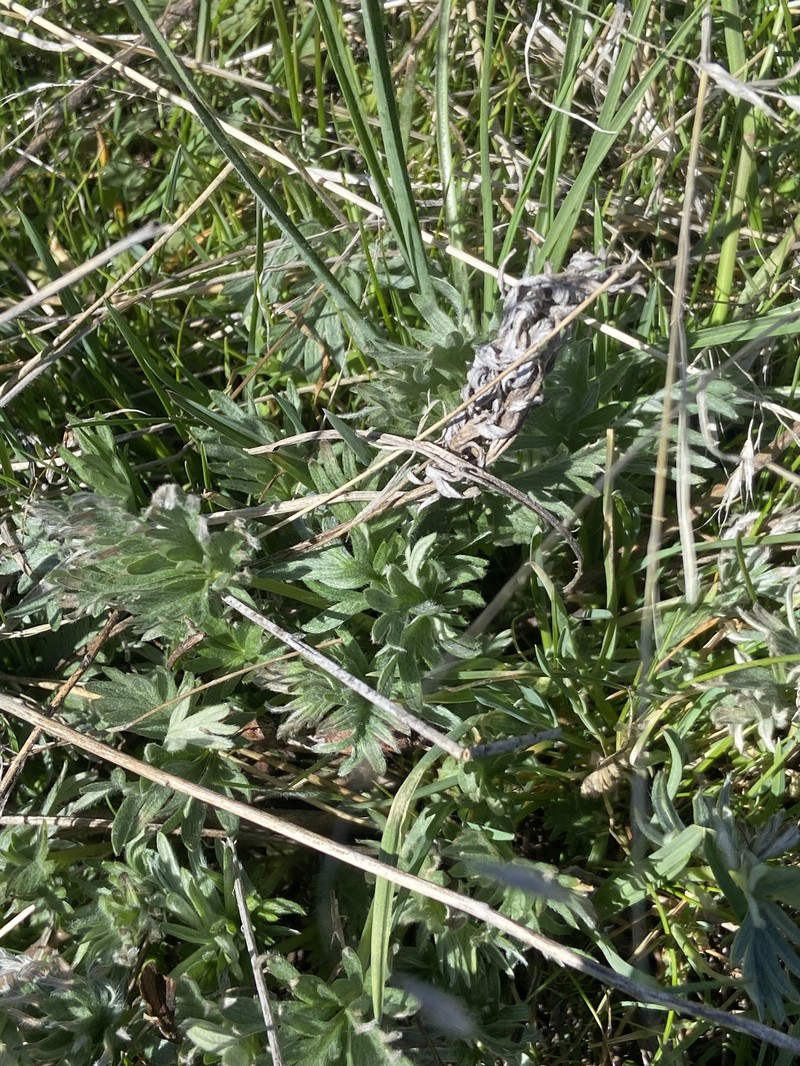 Potentilla gracilis var. flabelliformis