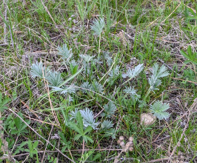 Potentilla gracilis var. flabelliformis photo 2