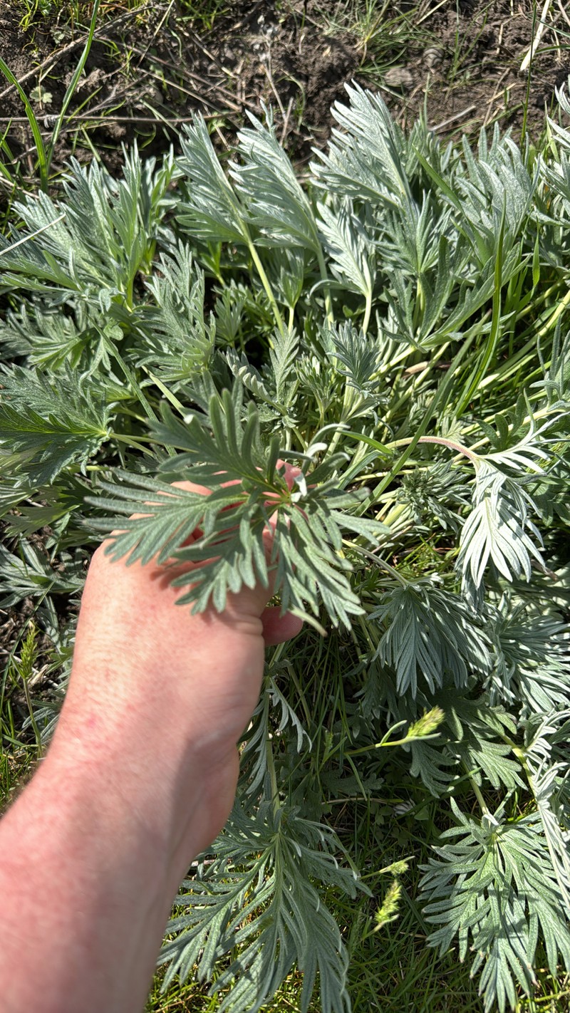 Potentilla gracilis var. flabelliformis photo 3