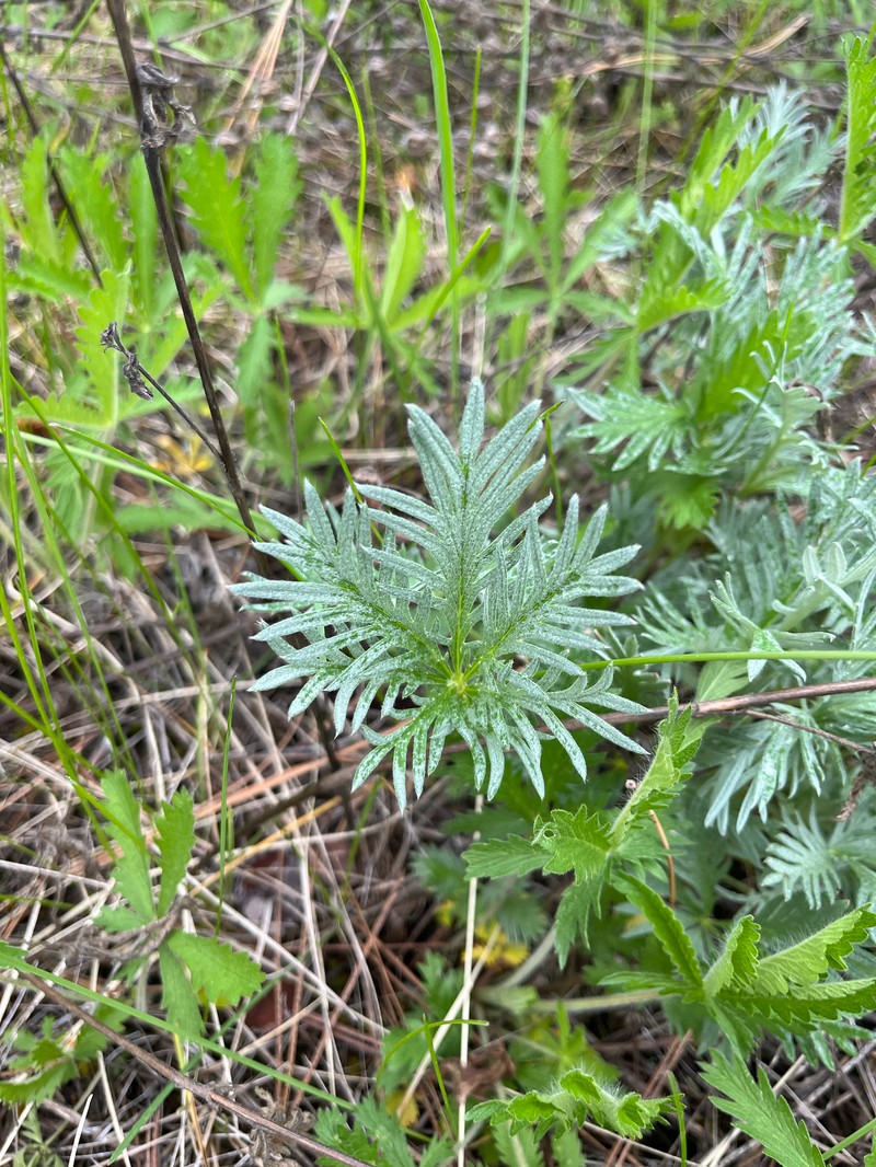 Potentilla gracilis var. flabelliformis photo 4