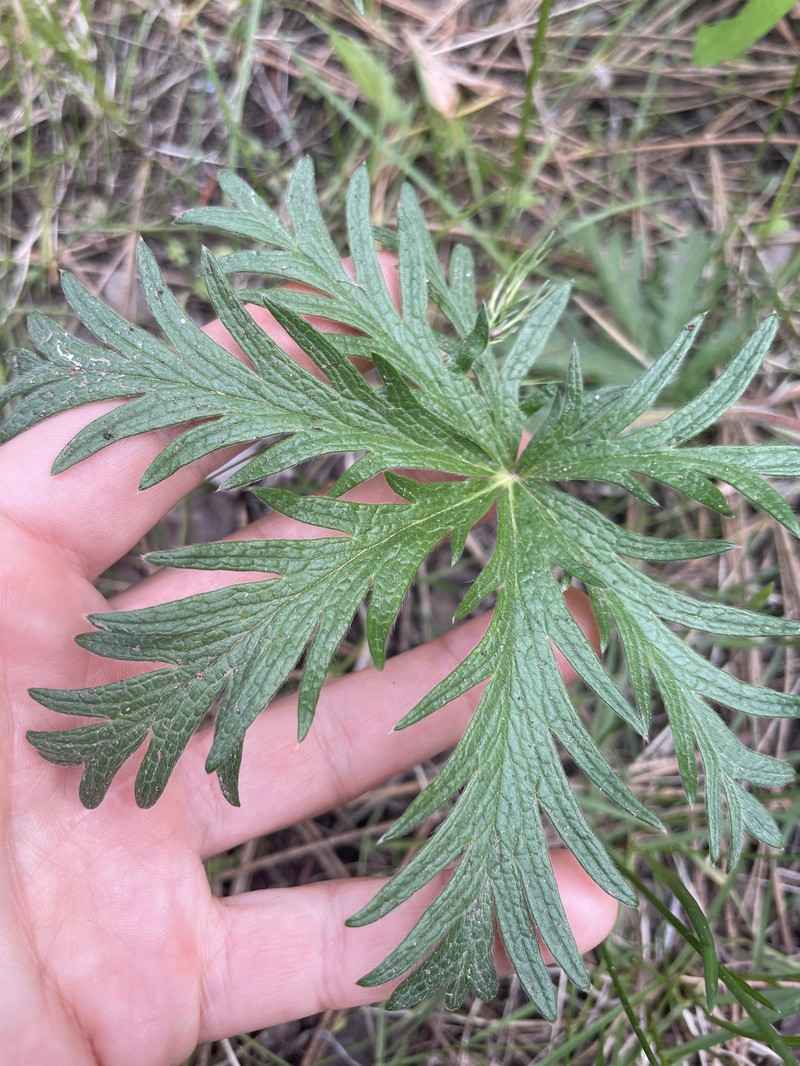 Potentilla gracilis var. flabelliformis photo 5